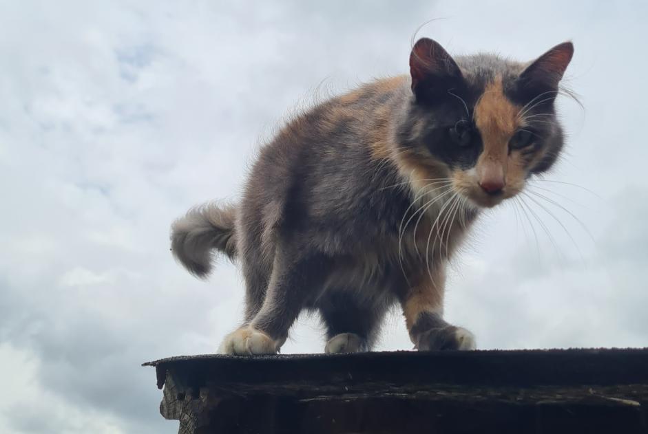 Avviso Ritrovamento Gatto incrocio di razze Femmina Beaufort-en-Anjou Francia
